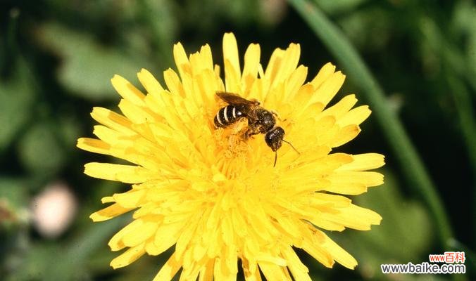 从花海中感受女性的独特魅力 花朵