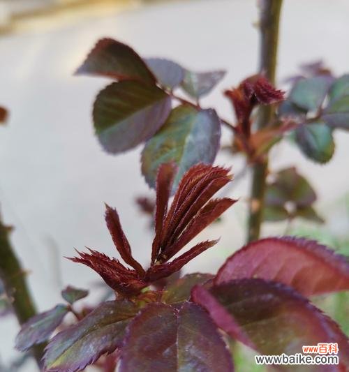 以生命力和毅力为基础的植物们 努力向上的植物