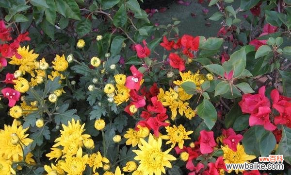 传递着爱情和永恒的美丽之花——以雁来红 以雁来红的花语与传说