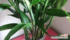 吉祥寓意与养护小贴士，一支竹带来财运 养富贵竹，