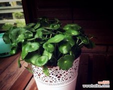 揭秘铜钱草的象征意义和适应性 铜钱草的寓意和生长特性