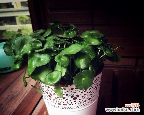 揭秘铜钱草的象征意义和适应性 铜钱草的寓意和生长特性