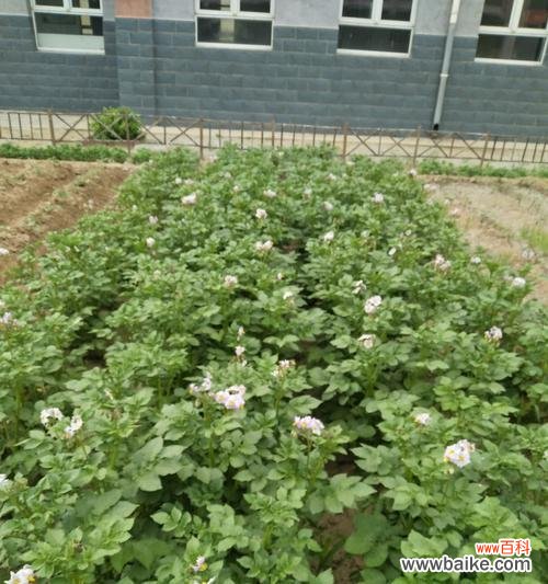 预示着丰收的土地之花 土豆开花的奥秘