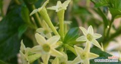 娇美芬芳 晚香玉之花语与传说