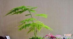 探索文竹背后的深层含义 文竹的寓意和象征