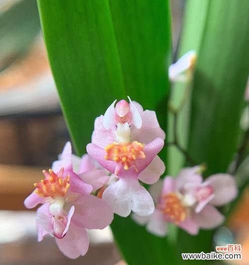 探寻文心兰的神秘之美 以文心兰的花语及意义