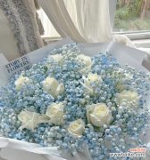 花语星辰是什么意思？花语星辰的含义有哪些？