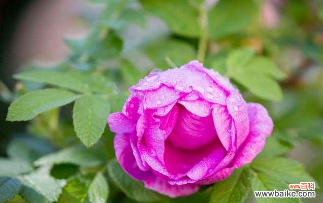 济南的象征性花卉是什么？为什么它代表了泉城？