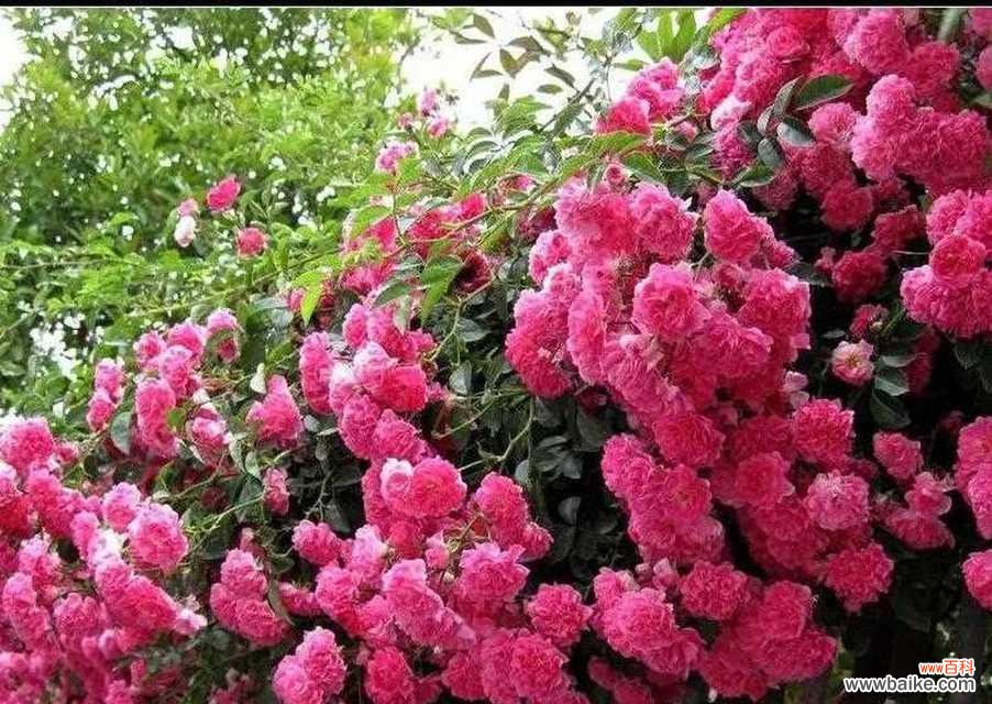 千娇百媚的花象征着什么?它们的寓意有哪些?