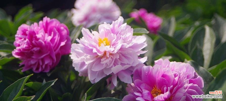 千娇百媚的花象征着什么?它们的寓意有哪些?