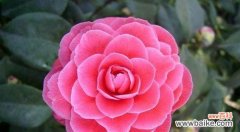 千娇百媚的花象征着什么？它们的寓意有哪些？