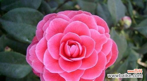 千娇百媚的花象征着什么?它们的寓意有哪些?