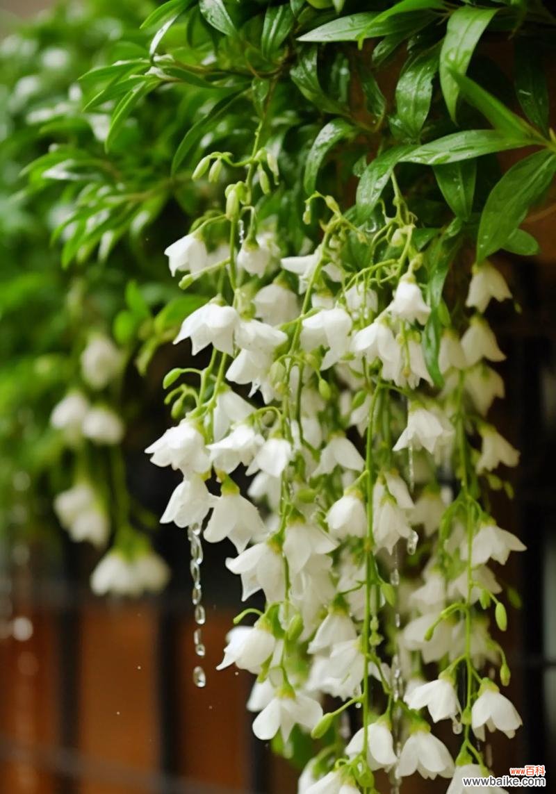 象征理性睿智的花是什么花?这种花的花语有哪些含义?