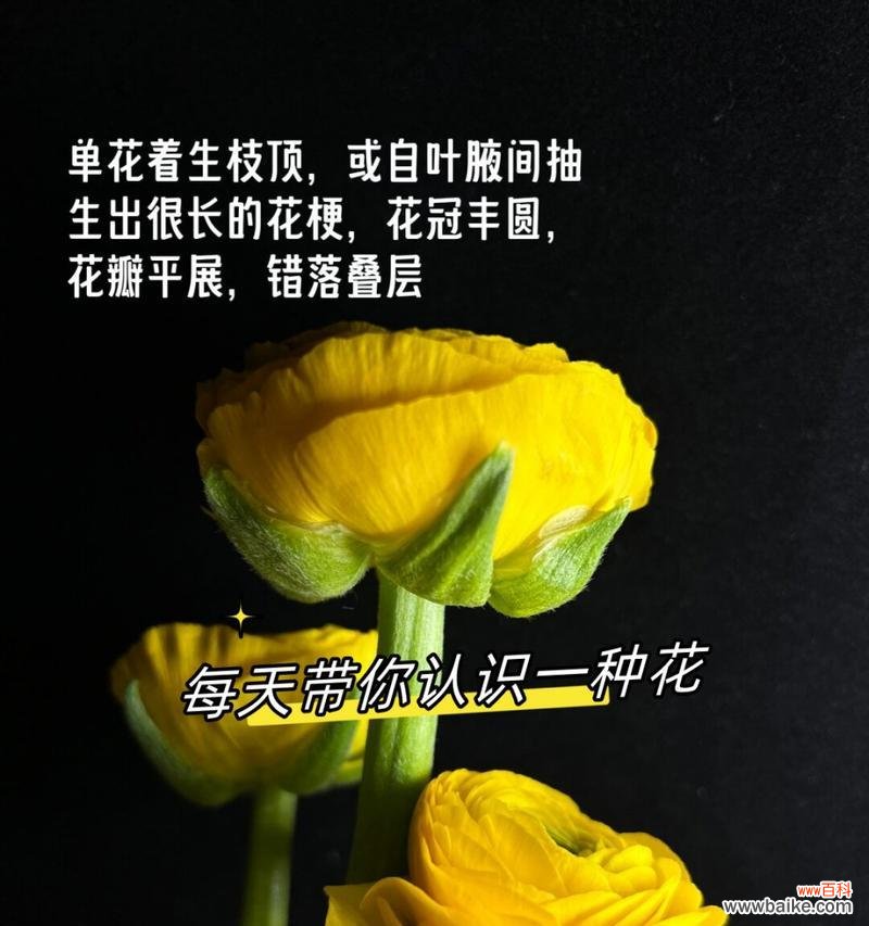 洋牡丹花的花语是什么？如何正确解读洋牡丹的象征意义？