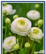 洋牡丹花的花语是什么？如何正确解读洋牡丹的象征意义？