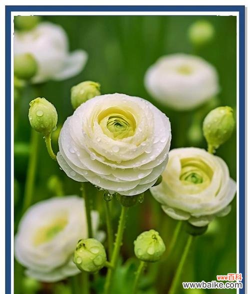 洋牡丹花的花语是什么？如何正确解读洋牡丹的象征意义？