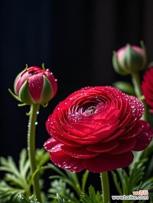 洋牡丹花的花语是什么？如何正确解读洋牡丹的象征意义？