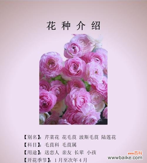 象征幸福和谐美满的花是什么花？如何选择寓意美好的花卉？