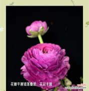 象征幸福和谐美满的花是什么花？如何选择寓意美好的花卉？