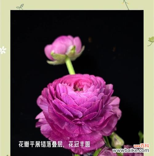 象征幸福和谐美满的花是什么花？如何选择寓意美好的花卉？