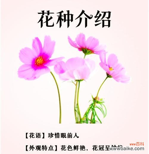 八瓣花象征什么含义?八瓣花的寓意有哪些?