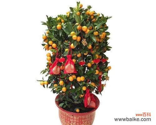 财富与希望的源泉——摇钱树的花朵 摇钱树开花的寓意与启示