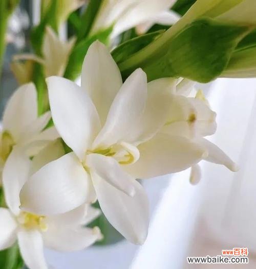 芬芳四溢的夜来香传递的花语和神秘传说 以夜来香的花语与传说