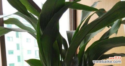 探索一叶兰开花所代表的美好寓意和深刻象征 一叶兰开花的寓意和象征意义