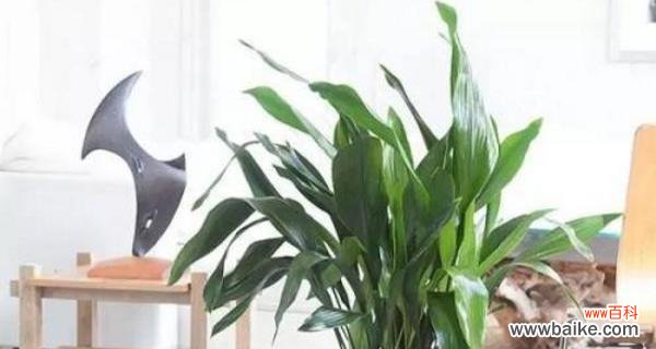 探索一叶兰开花所代表的美好寓意和深刻象征 一叶兰开花的寓意和象征意义