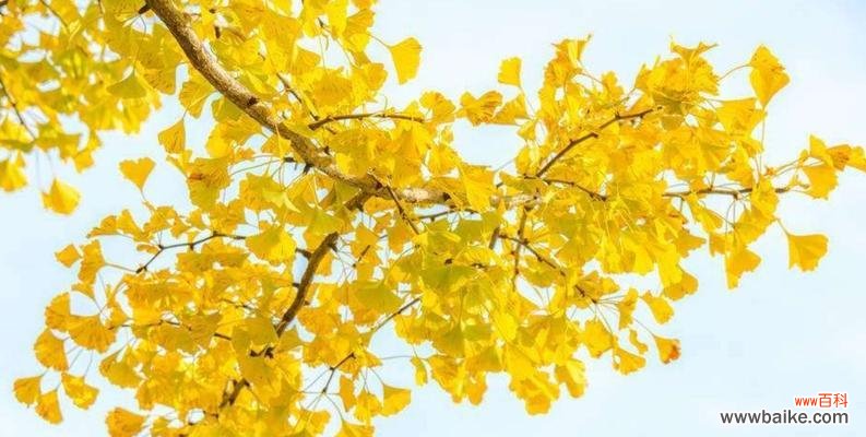 探究银杏树叶所代表的深层寓意 银杏树叶的象征意义