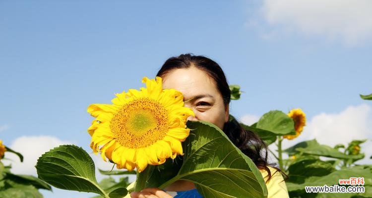 探寻向日葵花的意义与象征,解读其给人们带来的启示与勇气 向日葵花的含义与象征