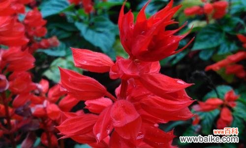 揭秘一串红花的开花季节和花语之谜 一串红花的盛开之美