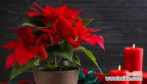 温暖如阳光的一品红 一品红，冬日的暖阳