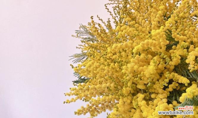 温暖如阳光的一品红 一品红，冬日的暖阳