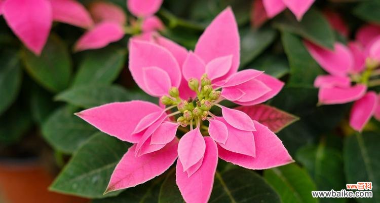 传说中的红花,一品红的花语与神秘之谜 一品红花开,寓意盛世繁华