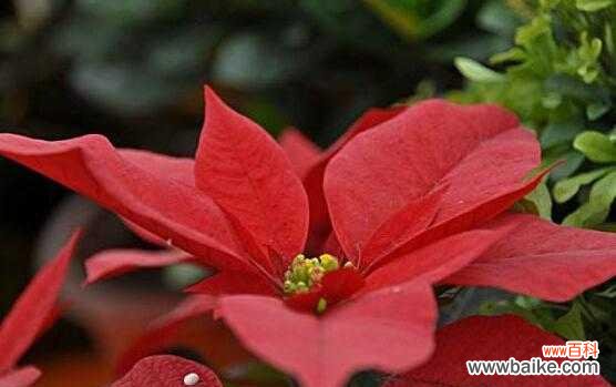 传说中的红花,一品红的花语与神秘之谜 一品红花开,寓意盛世繁华