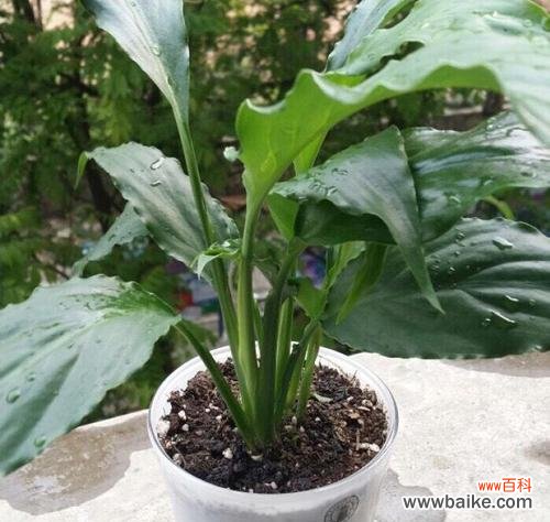 幸运与成功的象征,一切顺利的预兆 以一帆风顺开花