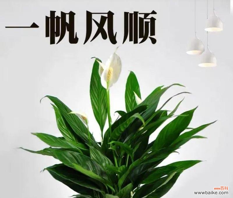 幸运与成功的象征,一切顺利的预兆 以一帆风顺开花