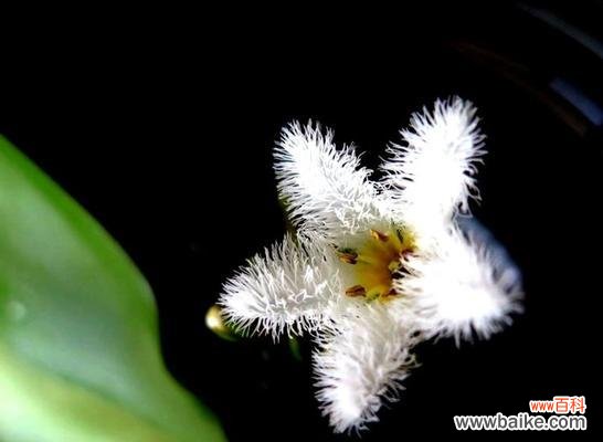 探究一叶莲的象征意义，解读其深远花语 一叶莲的寓意和花语