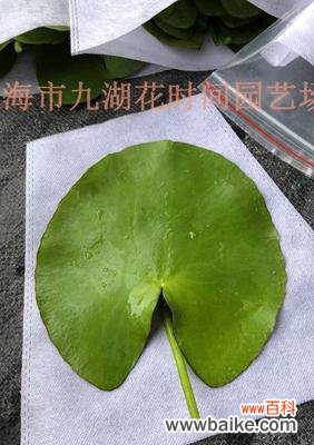 探究一叶莲的象征意义，解读其深远花语 一叶莲的寓意和花语