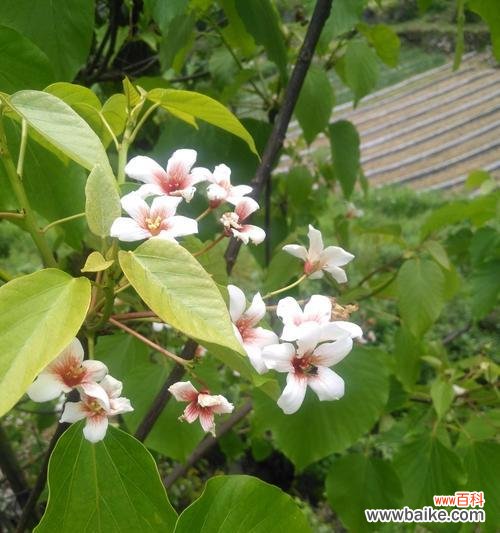 梧桐花的美丽与哲理 梧桐花的象征意义与寓意