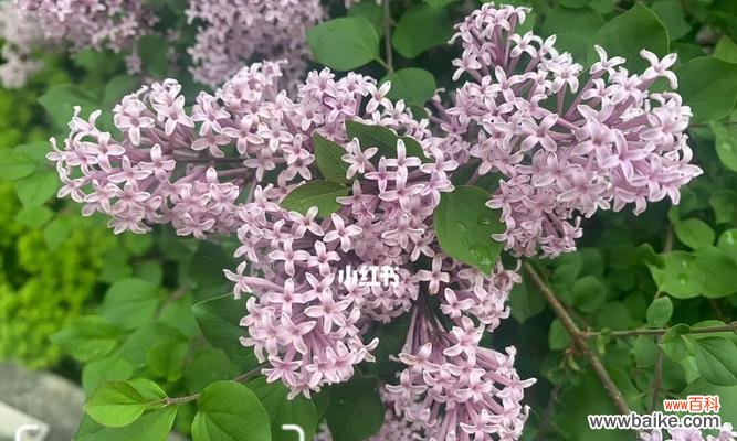 绽放在岁月里的芬芳 五瓣丁香花语