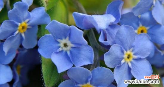 追寻花海中的永恒回忆 勿忘我花