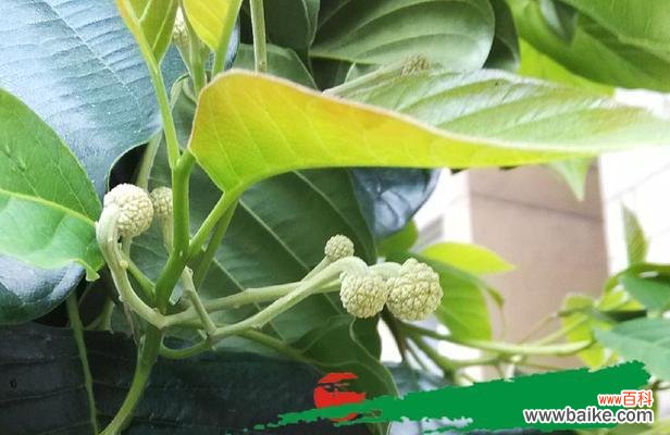 寓意吉祥的以喜树 以喜树，愿你永葆快乐