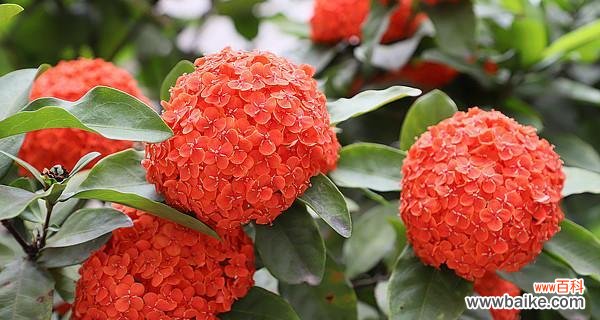 揭秘仙丹花的神奇之处 仙丹花的花语和传说