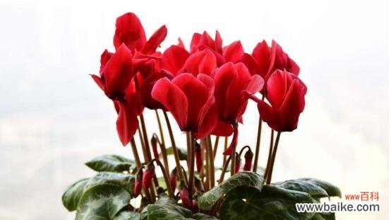 探秘仙鹤花的奇妙之处 仙鹤花的美丽与象征意义