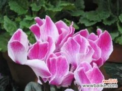 仙客来花语揭示人与人之间热情好客的真谛 以仙客来花语和寓意，展现热情好客与性格内向的