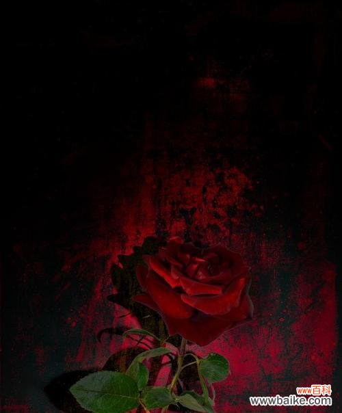 黑色玫瑰代表什么含义?花语解读与送花建议?