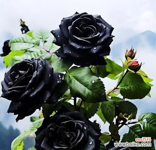 黑色玫瑰代表什么含义?花语解读与送花建议?