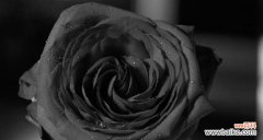 黑色玫瑰代表什么含义？花语解读与送花建议？